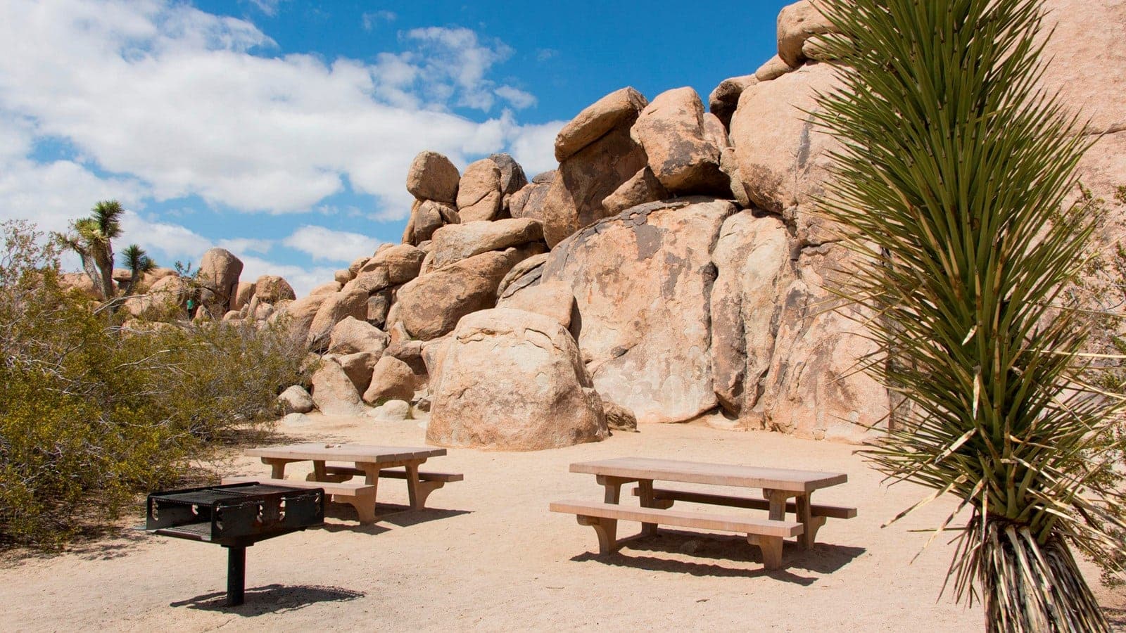 How to Elope in Joshua Tree National Park in 2025