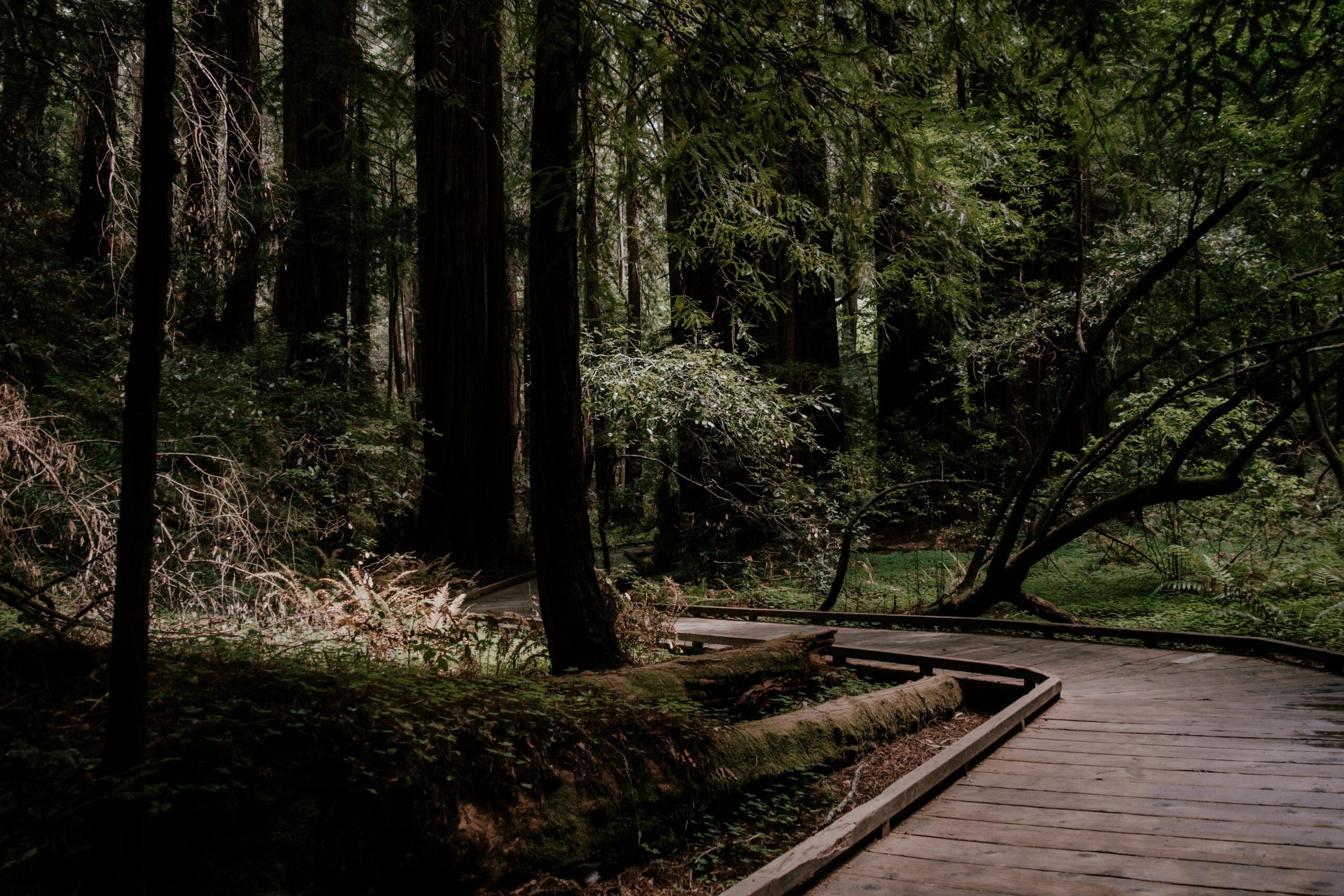 A wooden boardwalk meanders through the serene and shadowy undergrowth of a dense redwood forest, providing a peaceful path amidst the towering ancient trees.