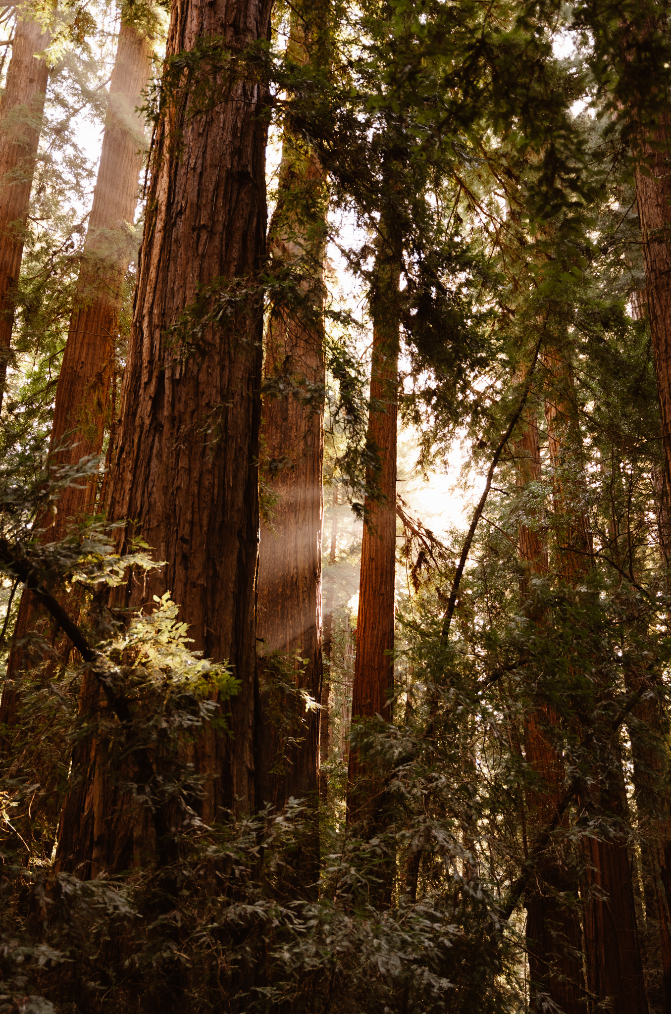 Sunlight streams through a forest of tall redwoods, with beams of light visible among the dense foliage.