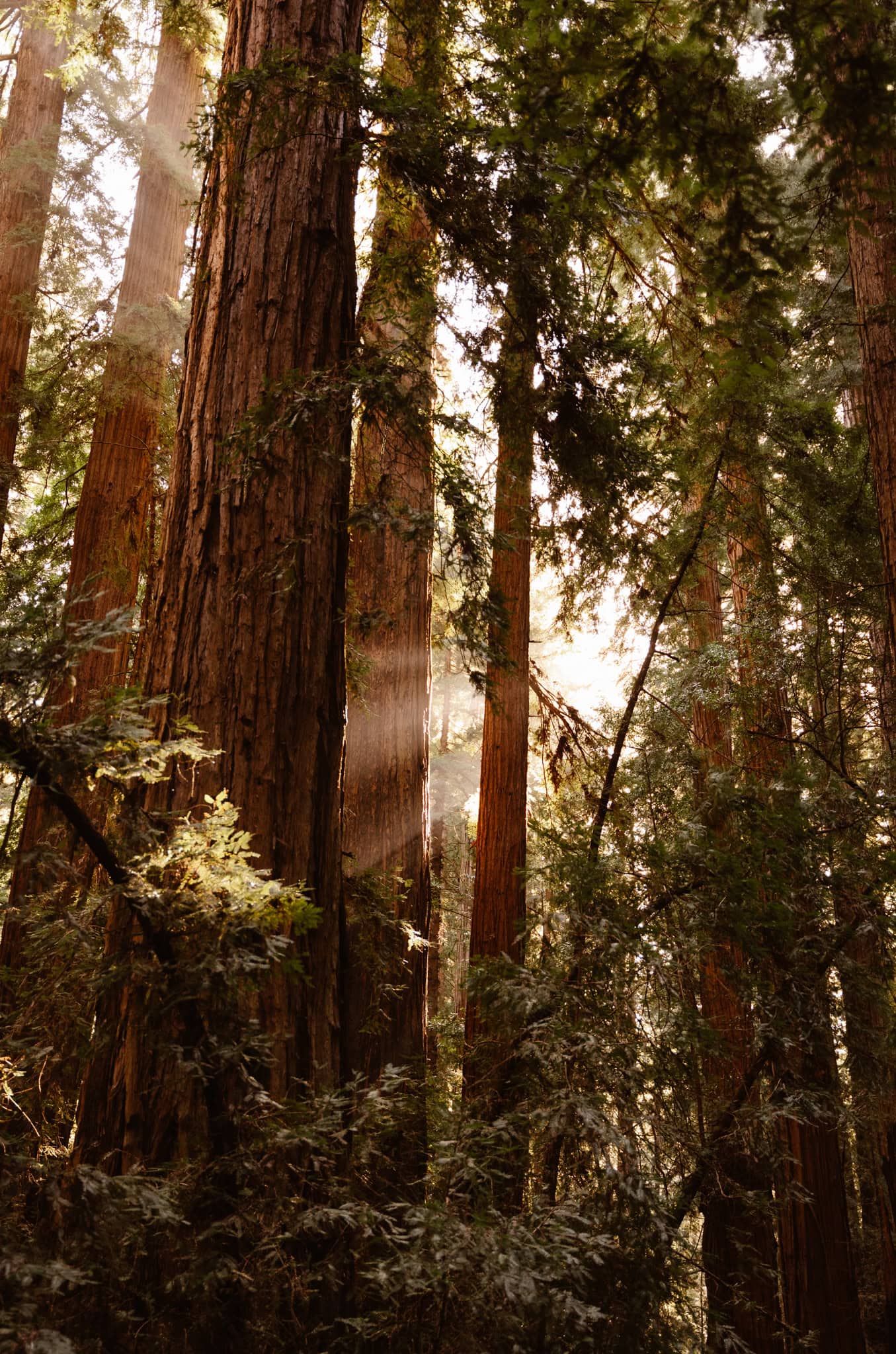 Sunlight streams through a forest of tall redwoods, with beams of light visible among the dense foliage.